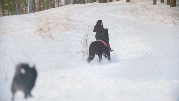 Professionella ryttare - långhårig kvinna rider en svart häst genom drivorna i skogen vinter — Stockvideo