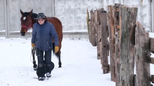 Reiter führt an der Leine braunes Pferd, das im Winter auf dem Feld spaziert — Stockvideo
