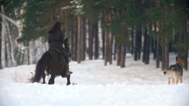 Привлекательная молодая женщина едет на черной лошади по снегу в лесу — стоковое видео
