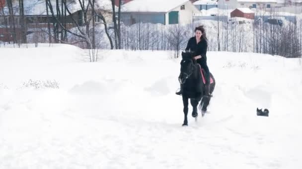 Atractiva jinete de pelo largo montando un caballo negro a través de las derivas en el campo de invierno, perros corriendo cerca — Vídeos de Stock