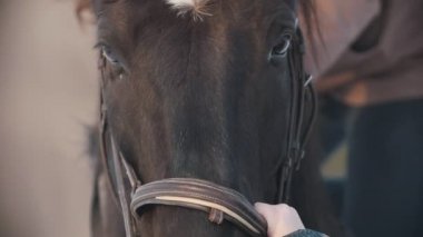 Yüz siyah at closeup, deliklerinin Buhar