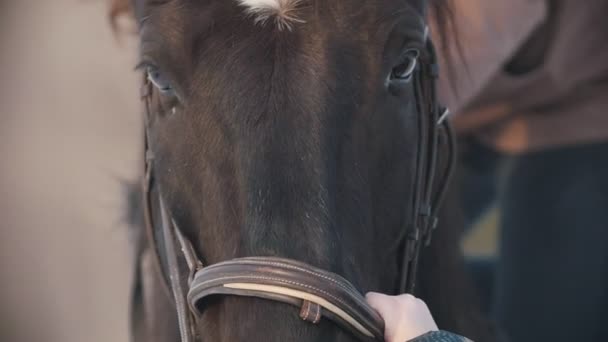 Лицо черного коня крупным планом, пар из его ноздрей — стоковое видео