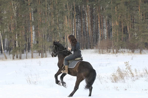 Νεαρή γυναίκα ιππασία στο μαύρο άλογο στο χιονισμένο τοπίο — Φωτογραφία Αρχείου