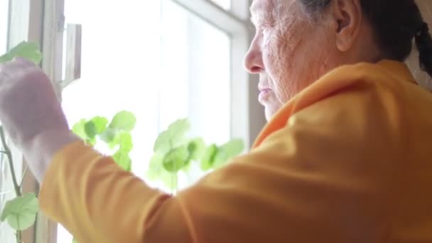 Anciana en chaqueta amarilla regando flores en ventana en casa — Vídeo de stock