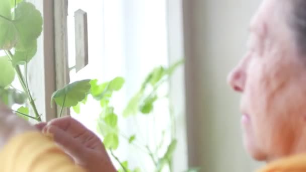 Old lady watering flowers at home — Stock Video