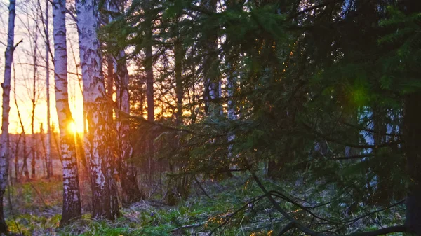 Słońce, przedzierając się przez drzewa — Zdjęcie stockowe