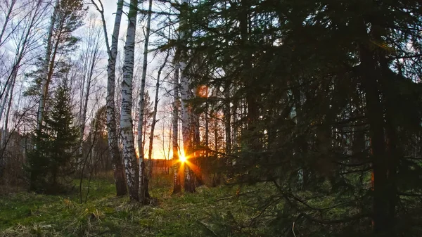 Le soleil traverse les arbres — Photo