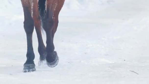 Equestrian sport - hooves of a horse galloping in snowy field — Stock Video