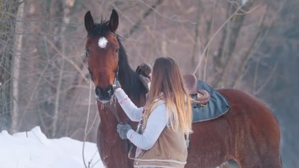 Portrait of beautiful female rider and her black horse in winter field — Stock Video