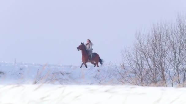Jonge vrouw galopperen op snowly buiten op rode paard — Stockvideo