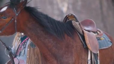 Güzel kadın binici ve kış alanında siyah atı portre