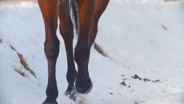 Equestrian sport - hooves of a horse galloping in snowy field — Stock Video