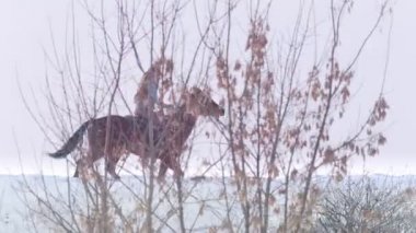 Güzel uzun saçlı kadın üzerinden forst derin sonrasında kahverengi at binme