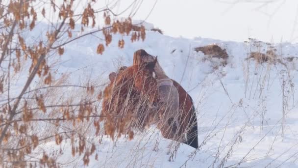 Sport équestre - cavalière à cheval galopant dans un champ enneigé — Video