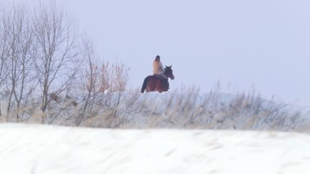 Deportes ecuestres - mujer jinete a caballo caminando en nieve al aire libre — Vídeo de stock