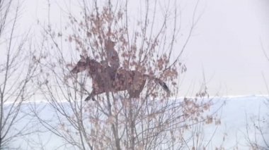 Güzel uzun saçlı kadın üzerinden forst derin sonrasında kahverengi at binme