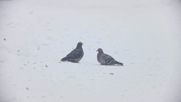 Pigeons sitting on a snow in winter park — Stock Video