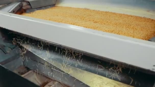 Macaroni product rolling on a conveyor belt in a pasta factory — Stock Video