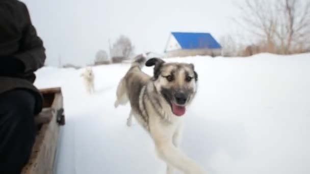 Karmobil karlı bir köyde yanında çalışan köpek — Stok video