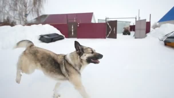 Sorrindo homem montando um trenó em uma aldeia nevada e acaricia um cão — Vídeo de Stock