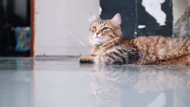 Aranyos csíkos macska heverészett a padlón fekve szobában — Stock videók