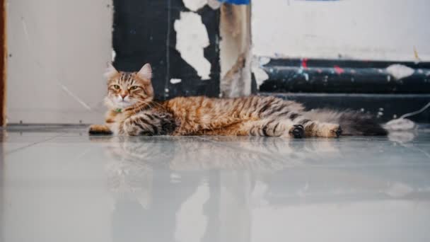 Лазенька смугаста кішка, що розкладається на підлозі в студії лежить — стокове відео