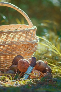 Açık havada boş sepet önünde çim mantar