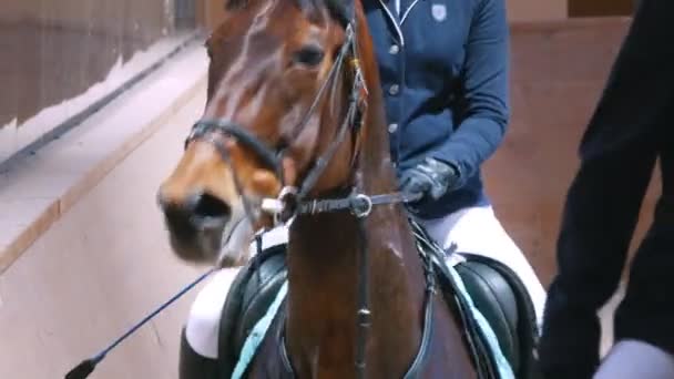 Cavalière sur le cheval galopant à la compétition de saut d'obstacles — Video