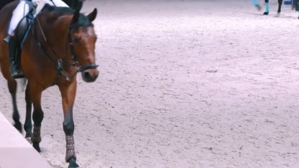 Vrouwelijke ruiter op het paard rideing op show jumping wedstrijd — Stockvideo