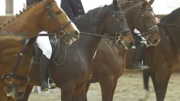 Paardensport renners op baai hengsten in de paardensport arena — Stockvideo