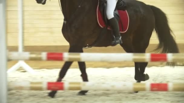 Cavalier effectuant le galop sur cheval de baie, au ralenti — Video