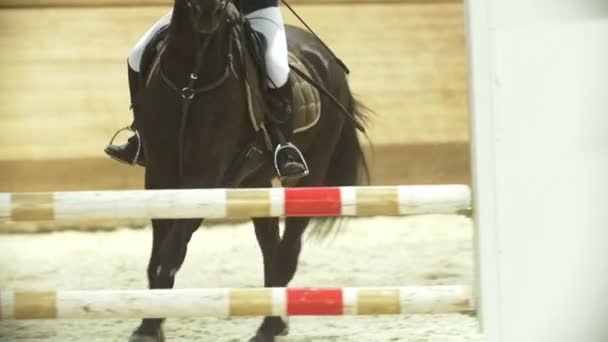 Cavaleiro equestre feminino correndo em garanhão na competição show jumping — Vídeo de Stock