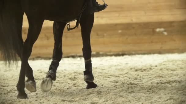 Jambes le cheval noir galopant à la compétition de saut d'obstacles — Video