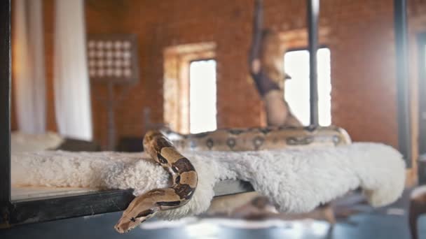Junge Frau tanzt in einem Studio einen Bauchtanz vor einer Schlange — Stockvideo