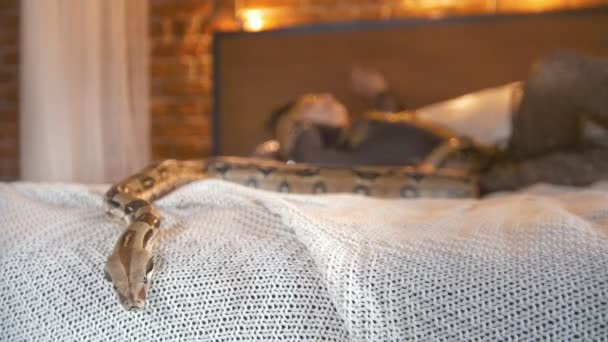蟒蛇在床上爬行在女舞蹈家前面 — 图库视频影像