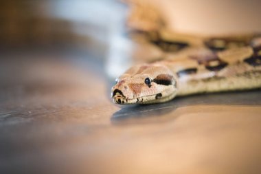 Python bir stüdyoda katta yalan