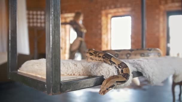 Young woman dances a belly dance in front of a snake in a studio — Stock Video