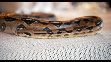 Bir stüdyo yatakta yatan Python