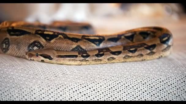 Python couché sur le lit dans un studio — Video