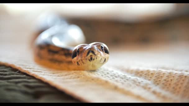 蛇在家里的肖像-蟒蛇 — 图库视频影像