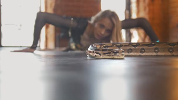 Молодая привлекательная женщина танцует со змеей в студии — стоковое видео
