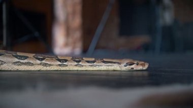 Bir stüdyoda yerde sürünerek Python