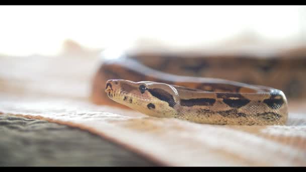 Bir yılan evde - portresi python — Stok video