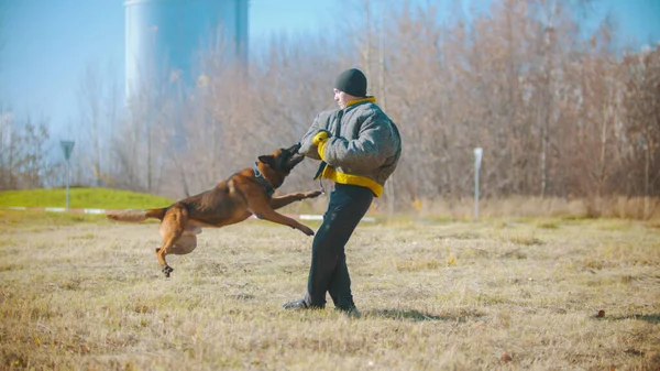一个人在训练他的德国牧羊犬- -那只穿着防护服的狗咬紧牙关在手上 — 图库照片