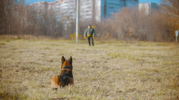 Un homme dressant son chien de berger allemand - le chien assis et attendant le commandement — Photo