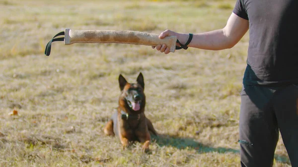 Un homme dressant son chien de berger allemand incite le chien sur l'appât de poignée — Photo