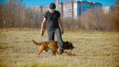 Alman çoban köpeğini eğiten bir adam. Antrenör bacaklarının arasında yürüyen köpek.