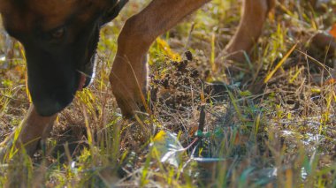 Alman çoban köpeği eğitim alanında toprağı kokluyor.