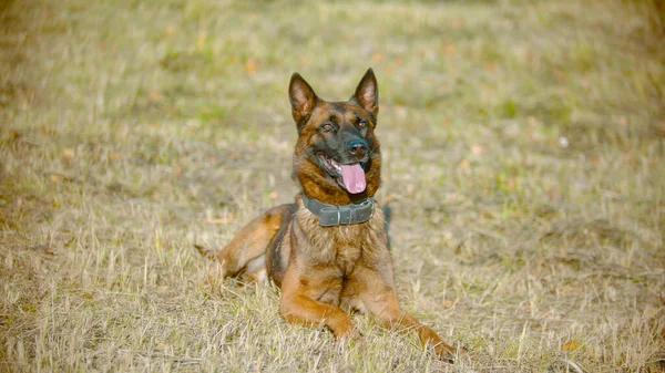 Tysk herde hund liggande på fältet med en tunga ut — Stockfoto