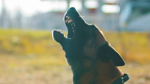 German shepherd dog barking on command - side view